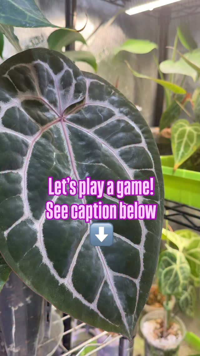 If this grow tent is a movie, what would be the title?
A. The humidity games
B. Revenge of the thrips
C. The clone wars
D. Maintenance: Impossible
What is the movie title to your tent/cabinet?
🤭
#planthumor #plantchores #plantsmakespeoplehappy #plantmaintenance #plantparent #lifeofplantaddicts #anthuriumaddicts #indoorgrowing