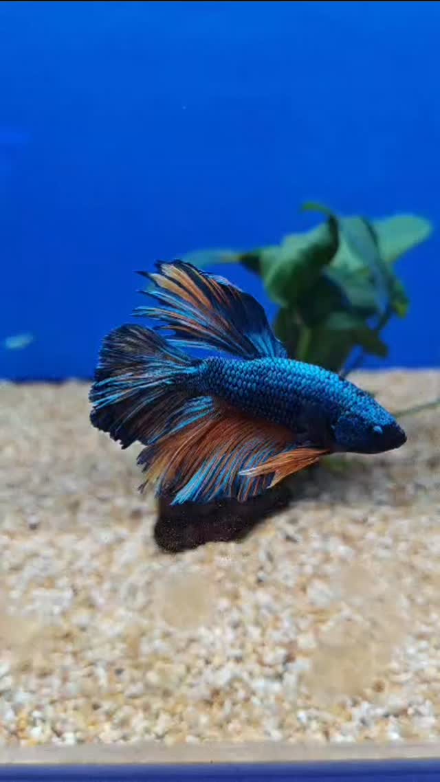 🐠✨ NUOVO ARRIVO DA URLO! ✨🐠
È arrivata una nuova selezione di pesci tropicali d’acqua dolce, super colorati e spettacolari 🌈
Betta bellissimi, colori intensi e qualità top!
🔥 OFFERTE SPECIALI – fino a esaurimento 🔥
👉 Cardinali: 10 pezzi – 15€
👉 Neon: 10 pezzi – 10€
👉 Rasbore: 10 pezzi – 10€
👉 Petitella: 10 pezzi – 20€
Se ami l’acquariofilia, questo è il momento giusto 😍
Passa a trovarci prima che finiscano! 💨🐟
#acquariofilia #pescitropicali #acquadolce #nuoviarrivi #offerte
betta neon cardinali rasbora petitella supercolorati 🌿