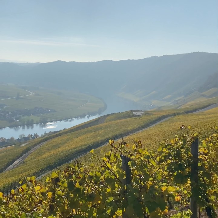 Looking forward to walking into more vineyard views and grape adventures in 2022.
And if you like Riesling come join me 😜
#grapeescapes #vineyardviews #winetravel #grapetimes #vines #views #winetravel #winestories #riesling #mosel #rheinhessen #rheingau #wine #winetours #wijn #vino #winesofgermany #germanwine #winelovers
@wines_of_germany
@winerist