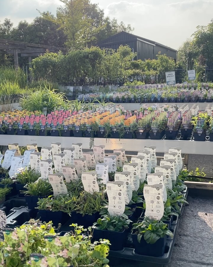 OPEN!
10:00 tot 17:00.
Tot straks 🍀💚
#tweedepinksterdag #tweedepinksterdagopen #tuinplantentekoop #perennial #perennialgarden #vasteplantentuin #wavetuin #stachys #nepeta #echinacea #carex #stipa #tuinplan #tuinidee #tuininspiratie #tuinkennis #plantenkennis
