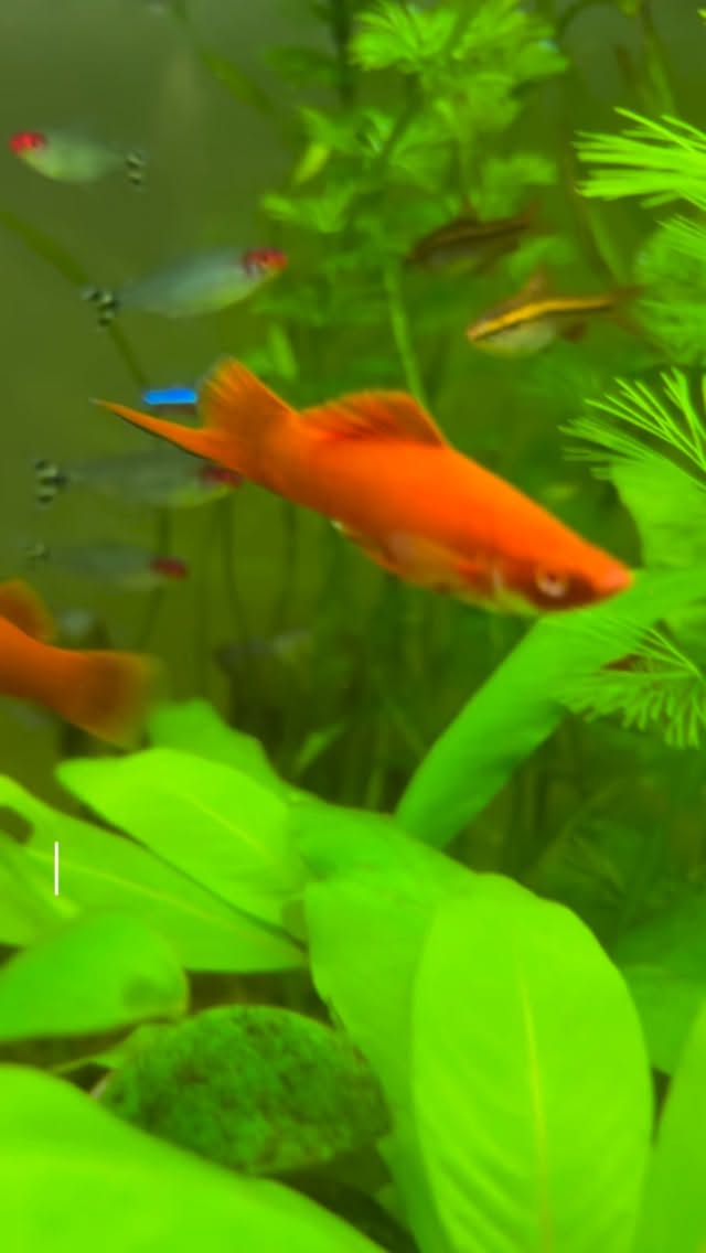 El pez espada rojo albino me parece un maravilloso ejemplar para tener en los acuarios, ustedes qué opinan? #pezespada #acuarios #peces #pecestropicales #pezrojo