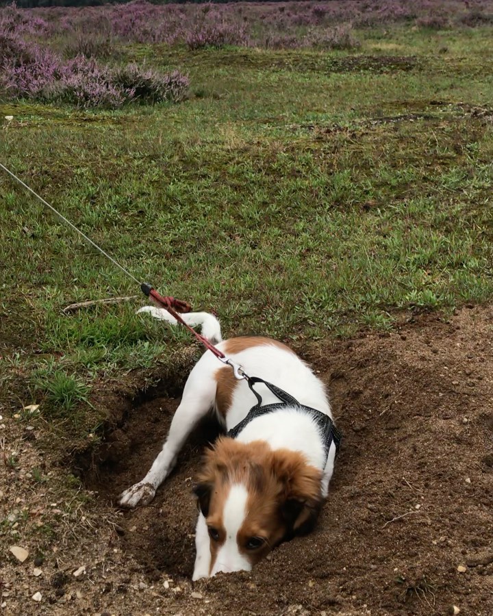 Graven is nog net zo leuk als toen ze een pup was! (Geluid aan)