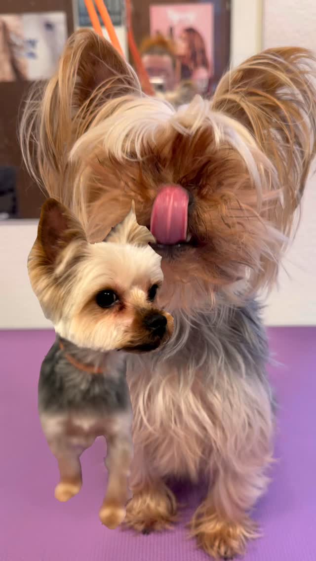 #hundesalon #yorkshire #grooming_luzern #hundesalonluzern #pudel