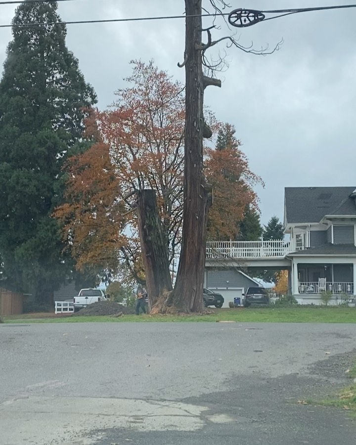 This dead Cedar removal. See how small Abraham is compared to the tree ๐ฒ๐ณ. Second half of the tree is next.
