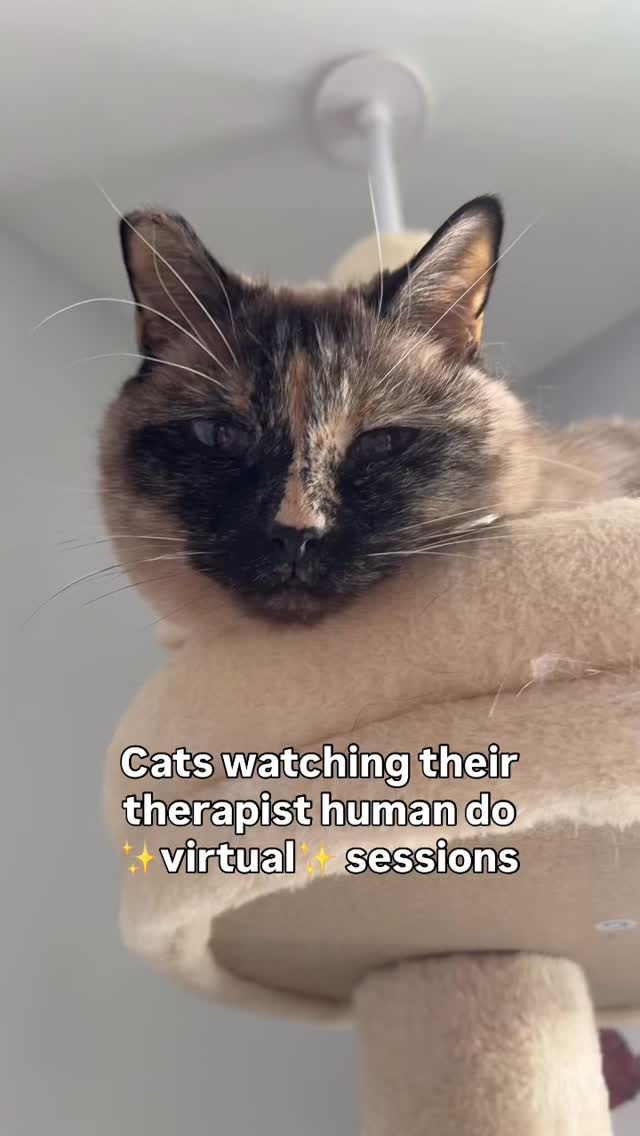 Tina (my cat) is always my inspiration for implementing boundaries and self care😂. #therapy #cat #therapist #mentalhealth #counselor