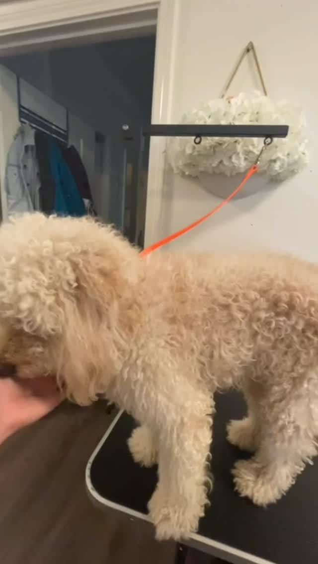 When fluff starts to interfere with comfort, vision, or daily care, it’s time for a change ✂️
Clean face, lamb trim, and personal details preserved on purpose 💜
#mobiledoggrooming #dogmom #poodle #poodlepuppy #southbaydogwalker