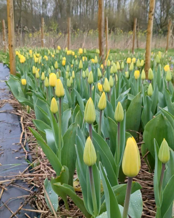 Klaar voor morgen! 🌷🌷🌷
Wij staan klaar om jullie terug te ontvangen in ons gevulde veldwinkel.
Welkom tussen 10u en 18u 🙏
Spring eens binnen en pluk een schoon paasboeket bio tulpen.
Voor jezelf of voor iemand die het verdient.
Lokale bio tulpen, geteelt met liefde en respect voor alles wat leeft.
🤗