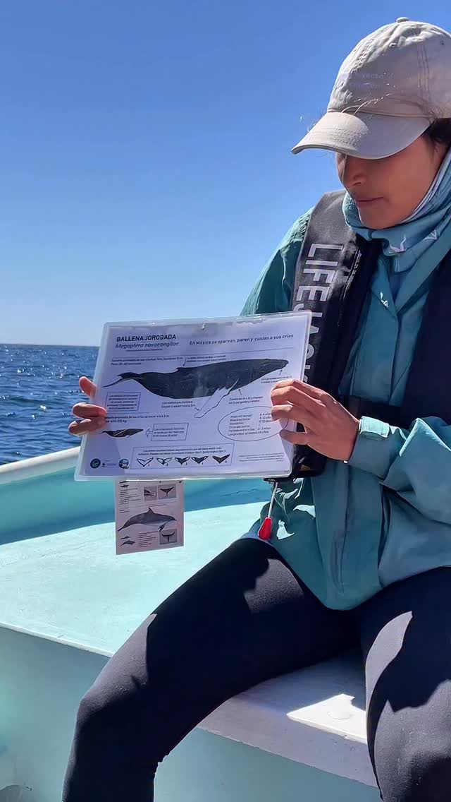 En Los Cabos convivimos con uno de los ecosistemas más increíbles del planeta, y cuidarlo empieza por informarnos, cuestionarnos y compartir el conocimiento. 🌱 Educar hoy es conservar el mañana.
¿Quién fue esa persona que te enseñó algo que cambió tu forma de ver el medio ambiente? ¿Qué fue lo primero que te hizo amarlo?
-— ENG —
In Los Cabos, we live alongside one of the most incredible ecosystems on the planet, and caring for it begins with educating ourselves, asking questions, and sharing knowledge. 🌱 Educating today is preserving tomorrow.
Who was that person who taught you something that changed your perspective on the environment? What was the first thing that made you love it?
-
-
-
-
-
ballena jorobada, ballena gris, vida marina, océano, cetáceos, los cabos, avistamiento de ballenas, conservación marina, biología marina, especies marinas, educación ambiental, Los Cabos 2026, turismo México, ballenas en México, ecotours, tours responsables, visit los cabos