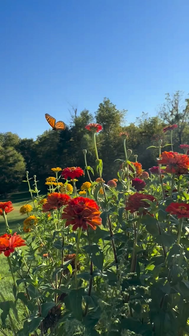 I love gardening but this summer was rough! I felt so guilty and lazy that I had neglected my weed filled, crusty garden that I just avoided it. One morning I decided to take my coffee out to check on it. I was rewarded with a powerful message. These pollinators did not care if it was perfect and they decided to put on a show for me. In the middle of this crazy, dark and cold winter day I needed to remember this day and I thought some of you could use it too. #adhd #gardening