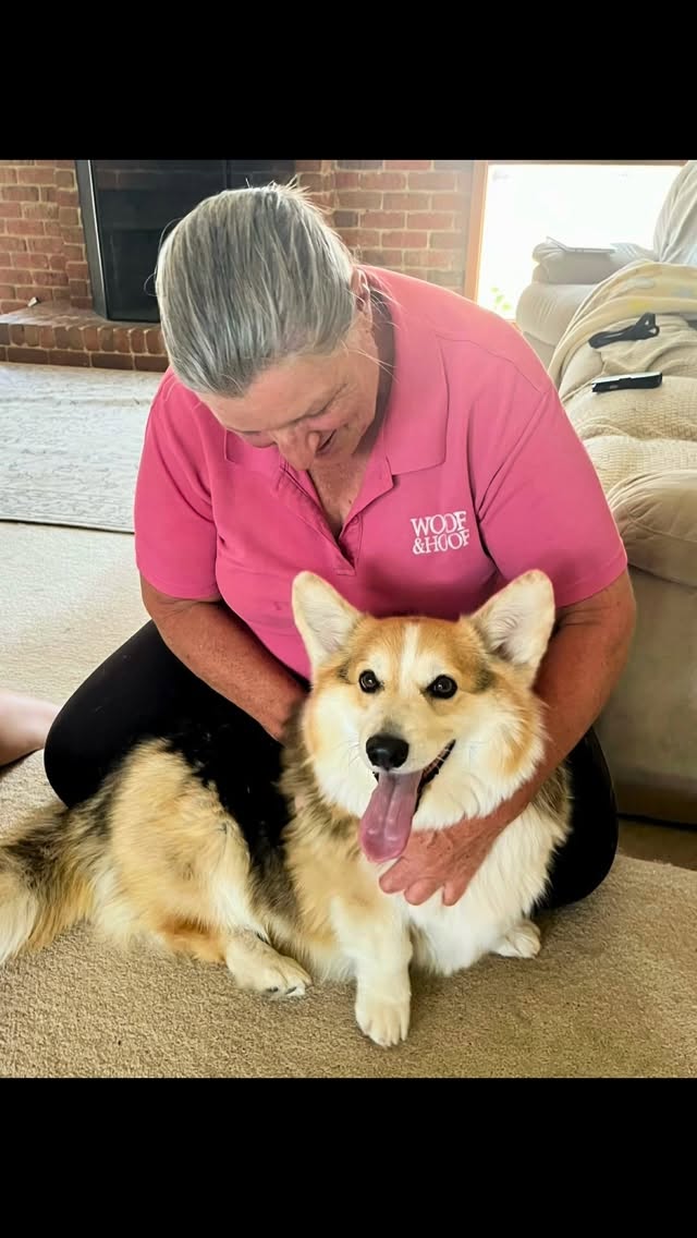 Gatsby couldn’t contain his post treatment excitement, hilarious 🤣
#dogmassage #caninemassage #cranialsacraltherapy #energyhealing #corgi #woofandhoofwellness #macedonranges