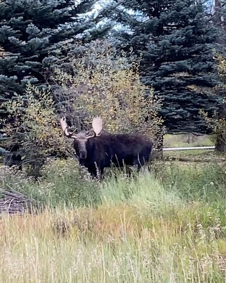 Jackson Wild was an awesome event set in a jaw dropping background ! The drive every day delivered some amazing wildlife spectacles. It was great to see and also meet some of the teams I have been working remotely with over the last few years. @jacksonwildorg @grant.t.johnson @musgrr @outpostjh @libertyburger @reddigitalcinema #jackson #moose #jacksonwild #jacksonhole #naturalhistory #teton #bison #filming #reddigitalcinema #wildlife #traveltheworld #travel