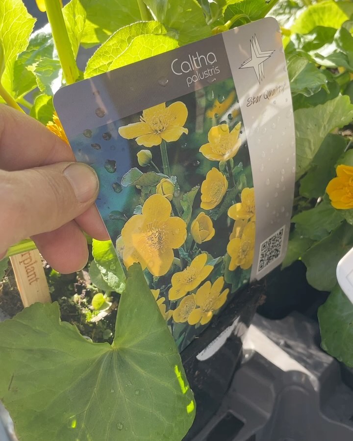 VOLLE bak MOOIS! We staan weer klaar voor een mooie zaterdag vol groeiers en bloeiers 🍀
#gorcum #weekendtips #gorinchem #gorkum #plantencentrum #tuinidee #tuininspiratie #tuinieren #detuininapril