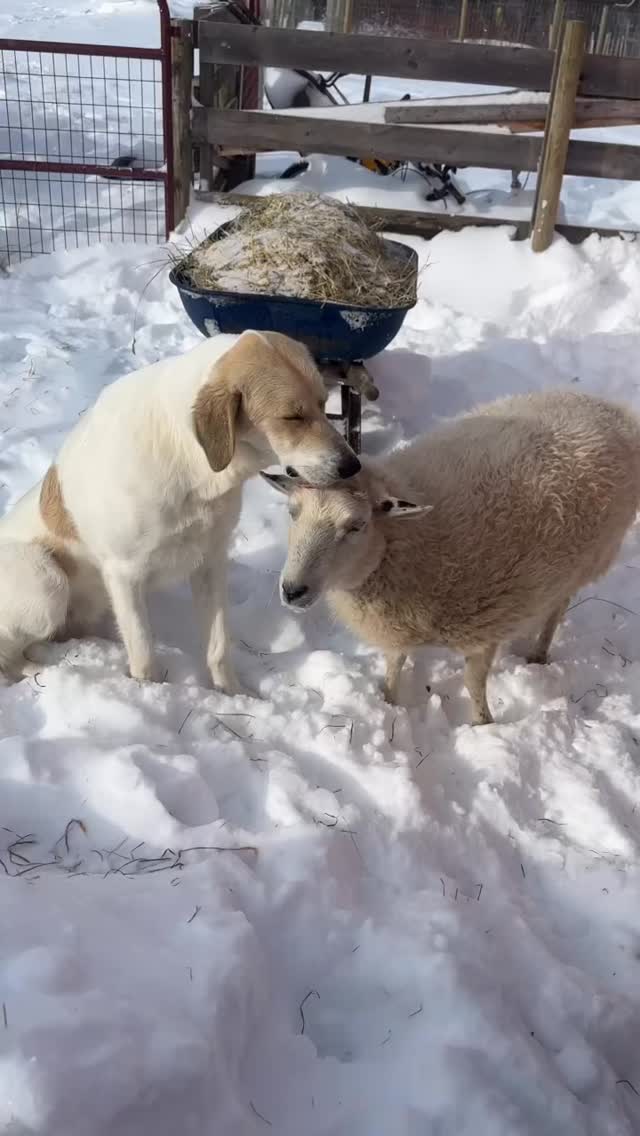 Another Loki and Little video from this morning. These two have the sweetest relationship. ❤️
#annapolisvalley #rescue #farmsanctuary #bekindtoallkinds #animallovers