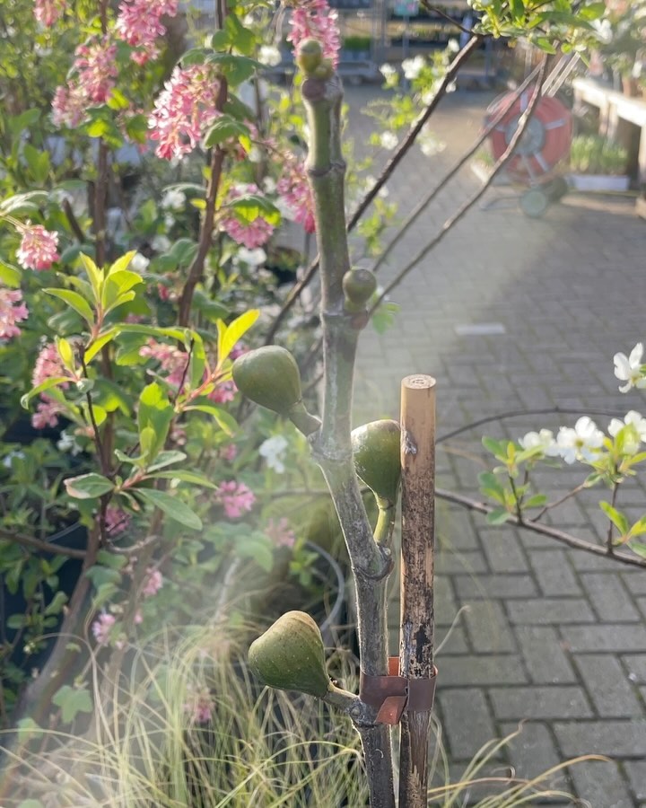 PAASWEEKEND 🌸🐣 Dit weekend in de tuin:
✅ Fruit planten, ribes, rubus, aronia, vaccinium (rood, zwart, appelbessen en 🫐 blauwe bessen)
✅ Dahlia’s dahlia’s en nog eens dahlia’s voortrekken en poten
✅ Maten van borders meten en je beplantingsplan maken, kom langs en wij helpen je op weg! De mooiste en slimste combinaties 👍
✅ Bomen en fruitbomen planten: dit is de tijd!
✅ De tuin nog niet bemest deze maand? Maart is de maand voor de eerste voedingsronde. De organische mest werkt langzaam de bodem in en geeft langdurig voeding aan de bodem en je planten af. Wil je een inhaalslag maken? Dan ga je voor een extra snelle voedingsboost met Lavameel. STERK spul en toepasbaar in de Biotuin. De voedingsdeeltjes en sporenelementen zijn zo klein dat alles snel kan worden opgenomen door de plant, je kunt het zelfs bestuiven op de plant, dan wordt het door het blad opgenomen. 💚✅
#paasweekendtip #tuintips #tuinieren #detuininmaart #tuinadvies #paasweekend #tuinplanten #vasteplanten #ribes #rubus #tuininspiratie #tuinidee