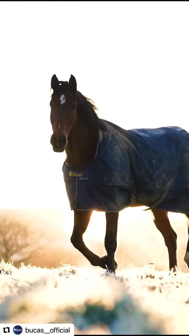 Bucas Moments 🐴💙
Repost @bucas__official
#bucas #bucasblankets #pferdedecke #pferdeliebe