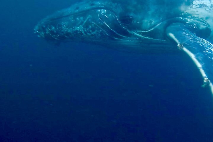 I postponed my European marketing trip last minute and spent the money on this. No regrets so far.
Thanks @animal_ocean #sardinerun #sardinerun2024 #mdumbi