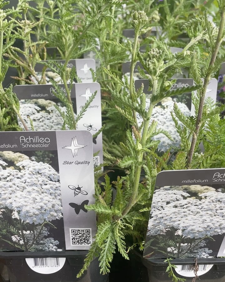 PINKSTERWEEKEND 🌸 Lekker de tuin in komend weekend! Ons adviesteam staat klaar om je te voorzien van het juiste plantadvies, kom dus lekker struinen want er staat weer VEEL ✅🍀💚
Onze toppers dit weekend
✅ Het juiste boomadvies voor jouw tuin, neem je boom mee of laat hem in de week van maandag 20 mei GRATIS thuisbezorgen! Let op: we zitten regio Gorinchem en bezorgen binnen een straal van 10 km
✅ HEEL veel vaste planten, met oa Agastache, Rusbeckia, Astersoorten. Kortom de snoepwinkel is weer geopend
✅ HEEL veel planten die geschikt zijn voor je pluktuin, zoals onze favoriet de EREMURUS, een waanzinnig ding. Zet hem op een klein laagje water in de vaas en je geniet er heel lang van! Je kunt hem ook lekker in de border laten staan natuurlijk, aan jou de keuze
✅ BLOEMBOLLEN van @bloemoloog , ja onmiskenbaar goede sterke bollen waar je BLIJ van wordt, let op ze gaan nu echt hard! Op = op! Kom ze dus nog snel scoren want ze kunnen lekker de volle grond in nu na IJsheiligen.
✅ STEUNTJES in de rug voor je planten, degelijk spul, om je planten overeind te houden met dit groeizame weer.
✅ Kennis en nog eens kennis, voor jou beschikbaar omdat we je net zo veel plezier gunnen als wij hebben in ons vak!
#tuinplanten #pluktuin #pluktuinidee #perennial #grasses #perennialgarden #tuininmei #tuininspiratie #detuinin #tuinidee #tuininspiratie #tuinontwerp