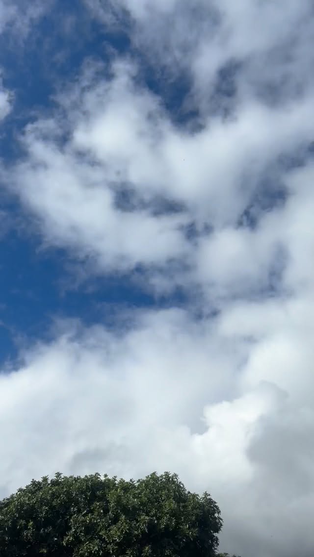 Listen closely. 🐦
This is ʻapapane — a forest communicator.
Birdsong does something ancient to the nervous system.
It slows the breath.
Softens the body.
Signals safety to the brain.
For keiki, teens, and adults alike, natural sound is regulation without effort.
No instructions.
No fixing.
Just presence.
At Pono Outdoor Program, we don’t rush past these moments.
We pause.
We listen.
We let the land do what it has always known how to do.
When children learn to attune to birdsong, wind, and water, they learn how to return to themselves — anywhere they go.
This is learning that stays with you.
This is regulation that lasts.
🌿 Nature as teacher
🐦 Sound as medicine
🌊 Learning for all ages
If you’re seeking a program where nervous systems are honored and connection comes first, we invite you to join us.
#ponooutdoorprogram #letnatureguideus #regulation #mauihomeschoolcommunity #oahuhomeschool