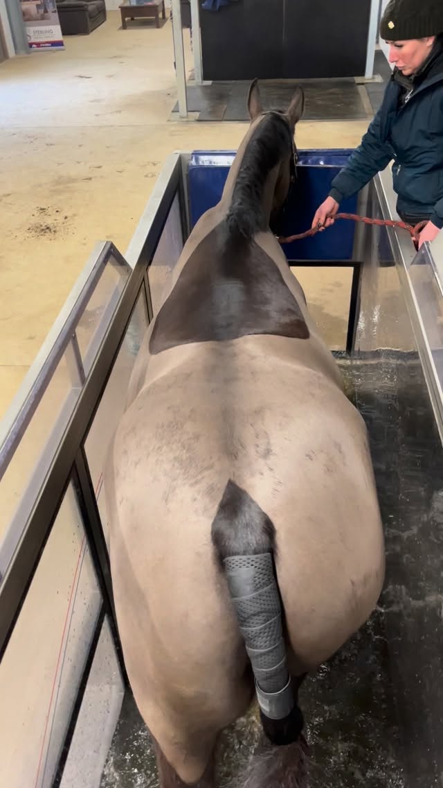 The equine water treadmill isn’t just for rehab and fitness — it’s also a powerful assessment tool. 🐎💧
With simultaneous dorsal (bird’s-eye), side, front, and rear views, we can see measures such as back kinematics, stride length, and active range of motion like never before.
No rider influence and a standardised belt speed mean we’re seeing true, repeatable movement, giving you confidence in your horse’s progress.
It’s the only way to get this level of insight — helping you make informed decisions for performance, rehabilitation, or general wellbeing. ✅🌊
