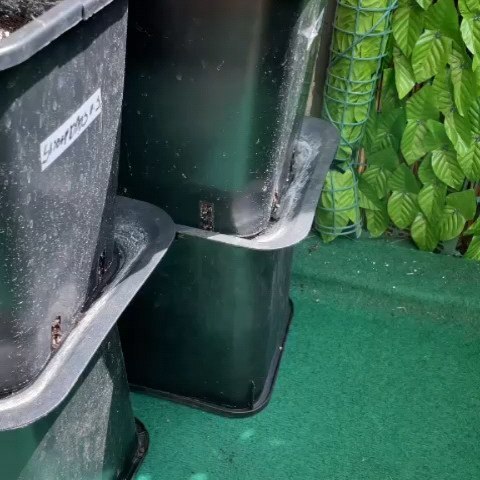 Snoop Dog OG ➡️➡️ Nur bei www.kushkiez.com
Danke Toni - kein tag
#420 #kiffer #homegrown #hanf #hemp #growyourown #berlin #green #snoopdogg