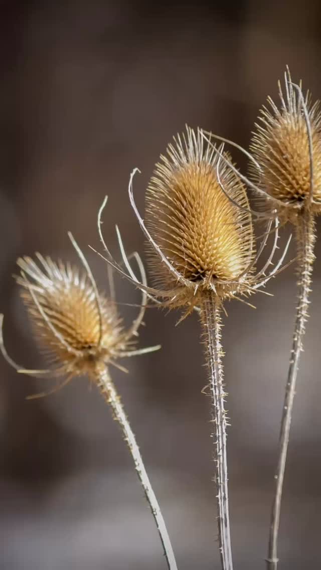 Designing for winter - Seedheads are visually stunning & great for wildlife! As a gardener I resist the urge to tidy up through the end of autumn and into winter . Seedheads come in all shapes and sizes and came be totally fascinating works of art. For a designer, they offer another level of interest in the colder months and for wildlife, especially birds, they can provide a lifeline when there’s not much else to eat.
⸻
ABOUT: Joe Perkins Design is a multi-award-winning landscape design consultancy, creating innovative outdoor spaces that celebrate the environment, wildlife, and biodiversity. Working across the UK and internationally, we partner with clients who share our passion for sustainable and visionary design. Discover more about our work at: www.joeperkinsdesign.com
