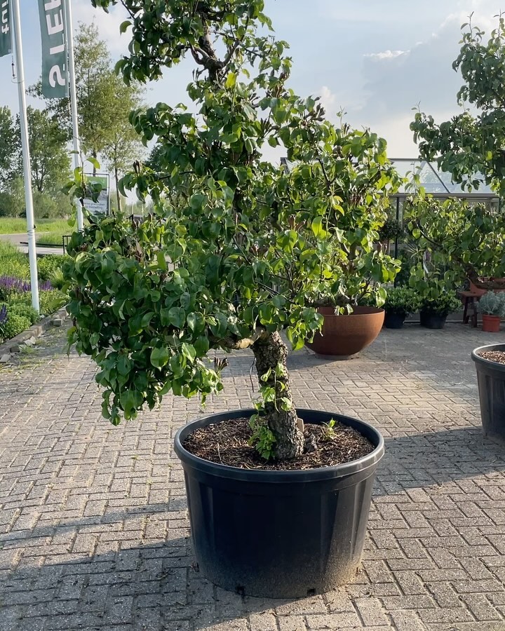 WEEKEND 🍀
#tuininspiratie #tuinontwerp #tuinadvies #perennials #tuinplanten #vasteplanten #tuinieren #detuininmei #tuintipsmei #mooietuin #welkeplanten voor mijn tuin #tuinidee