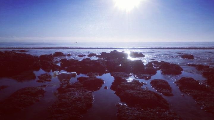 I do love living by the sea, Lola and I have been to the beach nearly every day recently. Something about being by the water just makes me feel better - calm, inspired and energised. Extra beautiful with this week's springy weather. Yay #Brighton 🥰🌊 #winterspring #seasideinspiration
.
.
.
.
.
.
#brightonlife #brightonmakers #brightonartist #brightonfuntimes #brightonbusiness #britishweather #beachwalk #seasideliving #coastwalk #nature #naturephotography #natureinspired #naturefurniture #handmadefurniture #biophilicdesign #mentalhealthmatters #mentalhealthwarrior #calm #survivor #designermaker #makersmovement #interiorinspo #woodworking #selfemployedlife #smallbusinessowner #cavapoo #dogsidekick