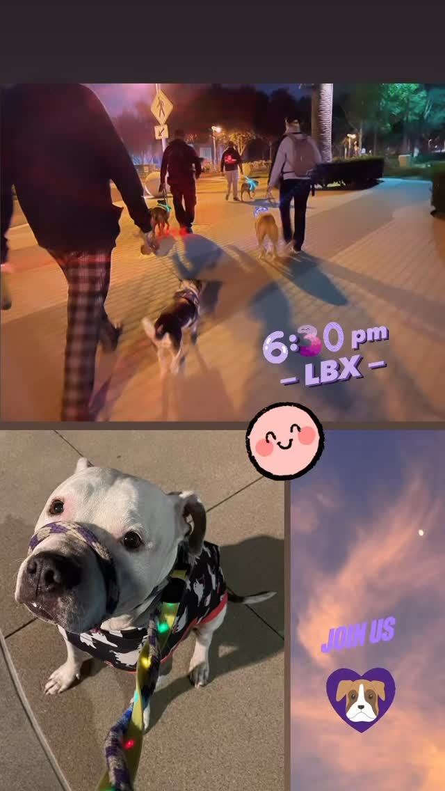 Don’t walk alone! Walk with us! Help us build our Wednesday evening community back up! Wednesday • LBX • 6:30 pm • corner of Worsham & McGowan. Make friends, pick up your dinner, shop TJ Maxx after (behaved dogs welcome). Join us!
Our walks respect you and your dog’s need for space, help dogs learn to be calm around others and create an opportunity for us to meet and support each other. Walks among others can satisfy our dog’s need to belong and often lead to a long nap afterwards. And if you need help with any behavior challenges, we can offer suggestions to help you overcome or manage them. Please reach out!
Some of our dogs are scared. Some are shy. Some are reactive. Some are friendly, but learning how to be calm around others. We maintain these rules on our walks: a minimum of ten feet from others (unless dogs are together), one dog per handler, a six-foot or shorter leash (no retractables, please) and NO dog intros. It is everyone’s responsibility to keep their dogs safe and safely under control. If you can follow our rules, you are welcome to join us. Please feel free to use a muzzle if your dog would benefit from it. If you’re not sure if your dog would do well at a pack walk, please message us for more information.
#packwalk #longbeachdog