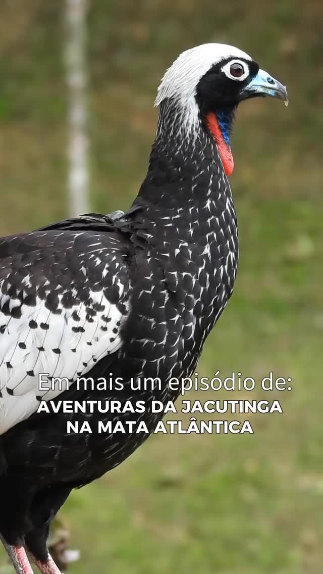 #AsAventurasDaJacutinga I Flagra inédito entre Saci e Dunga
Os boatos eram reais e agora tem vídeo. 👀
Nas imagens, Saci (jacutinga macho, reintroduzido em 2019) aparece em pleno momento de conquista, emitindo vocalizações típicas do período reprodutivo da espécie. A resposta vem logo depois: Dunga (fêmea, reintroduzida em 2022) aceita o chamado e voa até a árvore onde ele estava. 💚
Após esse registro, a equipe ainda observou outros comportamentos associados ao período reprodutivo: Saci oferecendo alimento à Dunga e ela aceitando. Esse momento não foi filmado, mas reforça a interação entre os dois. Nossa equipe acompanhou a cena por um tempo e, em seguida, se afastou do local para não interferir.
A “Aventura da Jacutinga na Mata Altântica” é um jeito divertido de saber mais sobre um conteúdo sério: esses registros indicam que aves reintroduzidas pelo projeto da SAVE Brasil estão adaptadas, se comunicando e expressando comportamentos naturais na Serra da Mantiqueira, um passo fundamental para a conservação da espécie.
Curiosidade de bastidor: Até o momento, o casal não foi mais visto. Vamos torcer para que essa reprodução tenha dado certo? Sim ou com certeza? 👀
Seguimos acompanhando para entender onde essa novela vai dar, e qual o próximo enredo escrito pela natureza.
#ProjetoJacutinga #SAVErasil #ConservationBirds