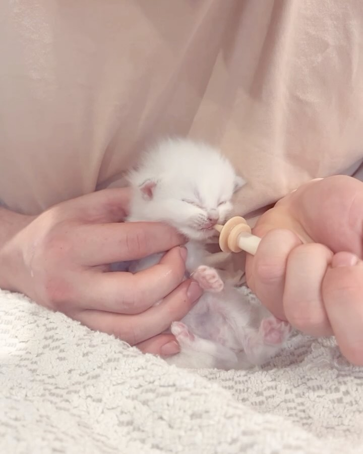 Swipe to see Leo’s journey so far 🙃
From one of Nami & Max’s first litters. Leo was born smaller than the rest of his siblings bur his confidence and personality definitely made him stand out! He is now living his best life in Perth with his family and best friend Gus 💕
#lilacragdoll