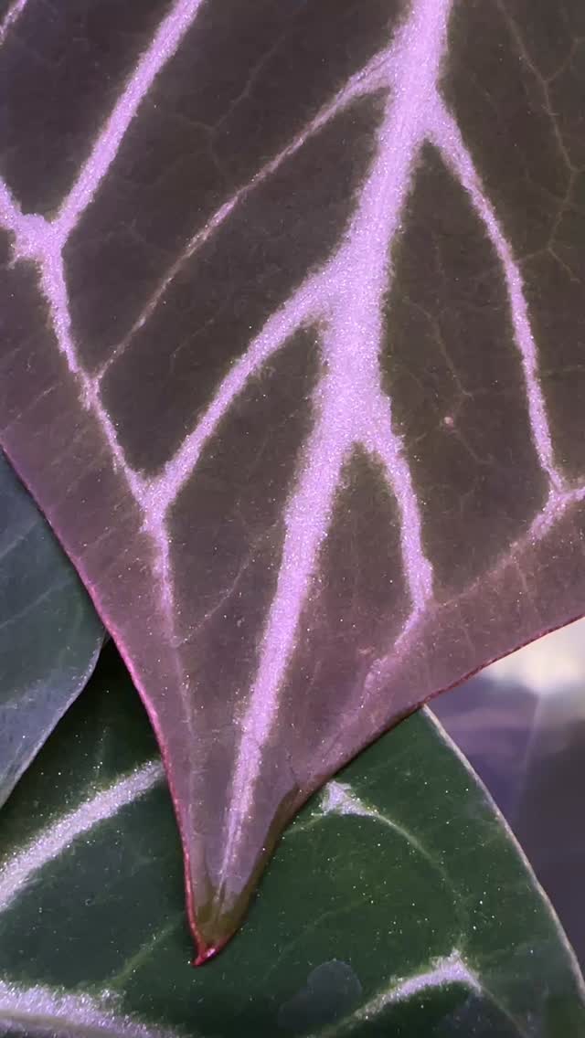 A favorite anthurium feature? The ✨✨✨! How can you go wrong with a glittering leaf with pink bubble gums veins?
Love this one! 💗
🧬 Crystal Queen X (Tim Anderson Mag x Pap 3)
🧑🔬 @niceplants_goodpots
