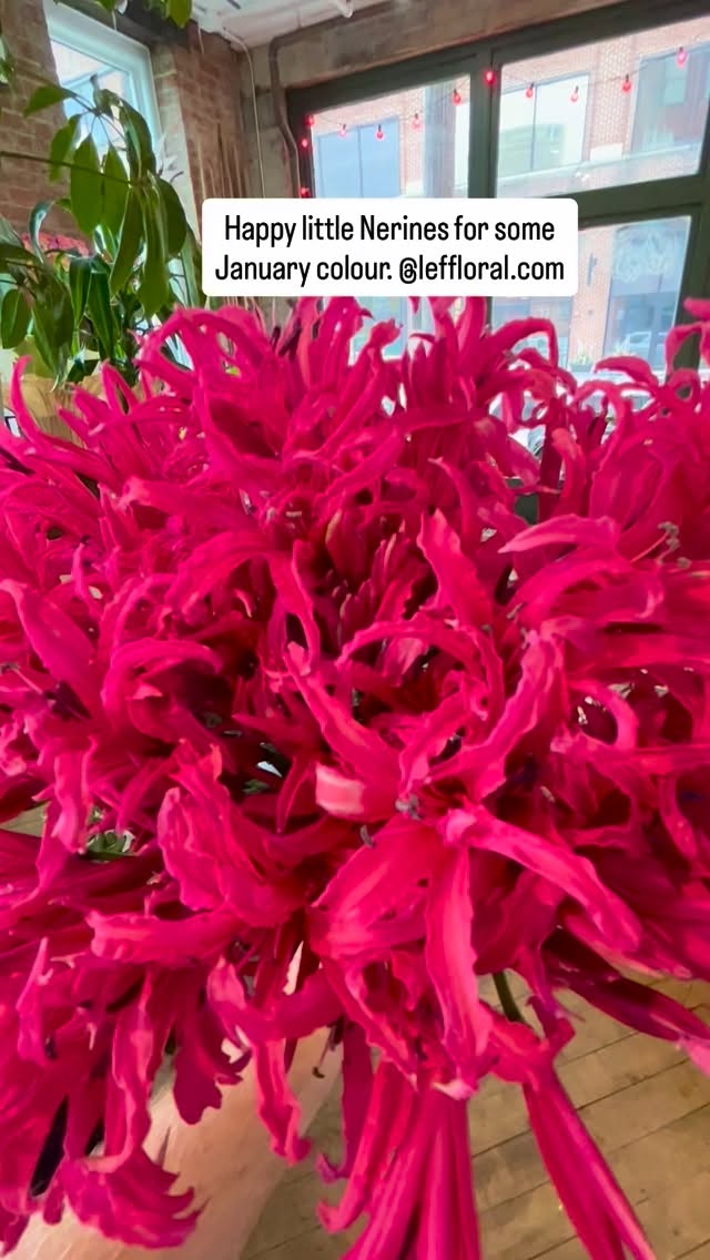 A pop of colour to get you through January 🌺🌺