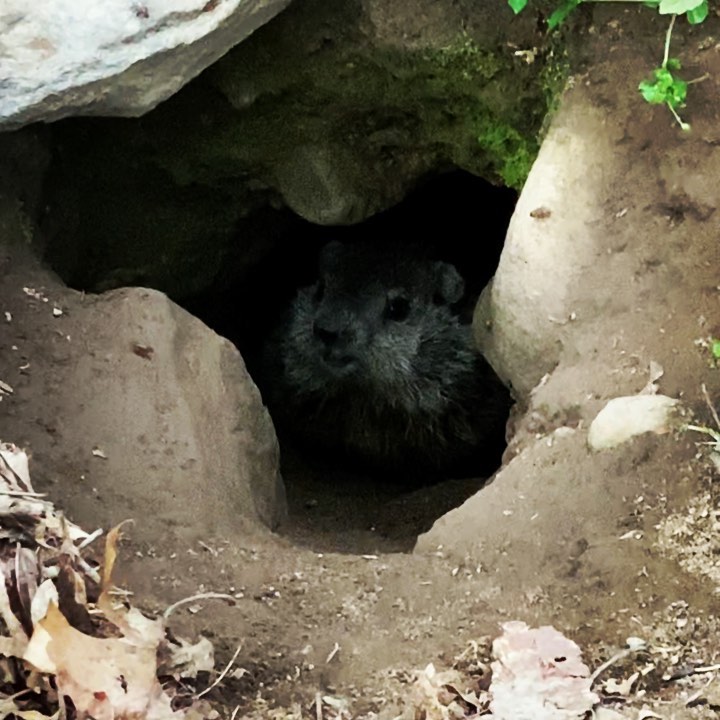 Happy Groundhog Day! The sun is out and #PunxsutawneyPhil has seen his shadow and prognosticated his #prognostication of #sixmoreweeksofwinter. Like duh. But don’t worry! #NewburghNed and Nedwina and all the Needlenose Nedlings wanted you to know that they try to always have a warm and sunny disposition and you can too. Peace and Happiness to you all on this fine palindromic #GroundhogDay.