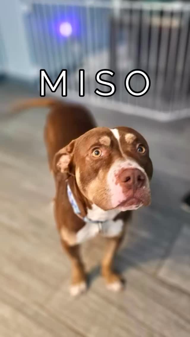 Say hello to Miso 🥣! This charming boy is over boarding and looking for his forever home through @animalhelpalliance. At 1.5yrs old and 50lbs, Miso is a gentle soul who's great in the house and with kids. He's a work in progress with crate training. He'd do best with a laid-back female dog in the home.
Interested in learning more? Contact Animal Help Alliance 💙
#abetterpetdogtraining #animalhelpalliance #adoptme #dogboardinglasvegas #dogsoflasvegas