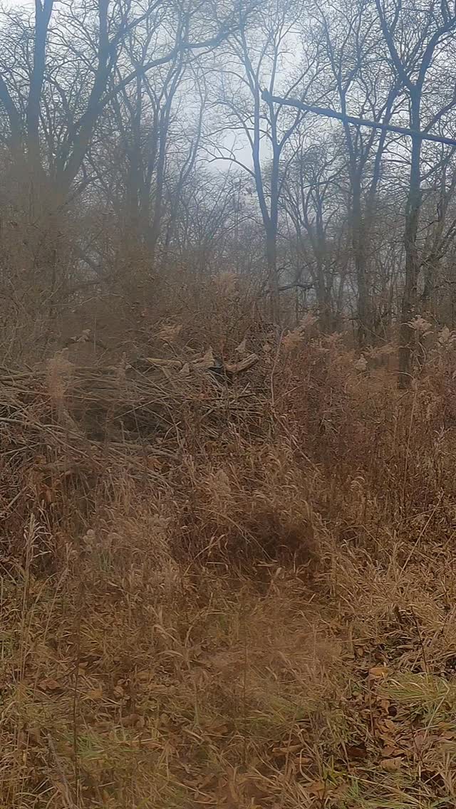 Winter doesn’t stop land improvement.
Forestry mulching season is in full swing here in Northern Illinois ❄️🌲
If your property needs cleared, opened up, or maintained — now’s the time.
📍 Serving rural landowners, hunters & farmers
🛠️ High-flow skid steer • Fecon mulcher
📲 Free online estimate in bio
#ForestryMulching #LandClearing #WinterWork #NorthernIllinois #PrimeHabitatManagement #RuralLand #HabitatManagement