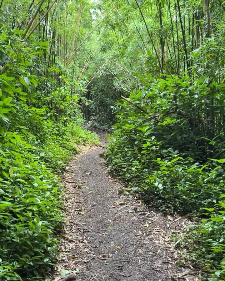 Fun Fact:
On my recent trip to Hawaii, I took the opportunity to collect real “sensory details” from a real rainforest. The Endless Dream explores a vast, alien jungle that sometimes goes beyond the imagination. Incorporating these sensory elements is ultimately what helped those scenes feel more realistic.
A tip I learned from N.K. Jemisin, author of The Broken Earth series.