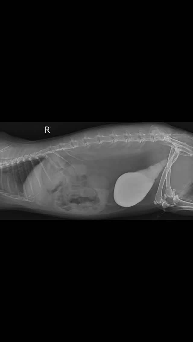 wenn unbehandelter Harngrieß beim Kaninchen allmählich zum Harnstein wird…