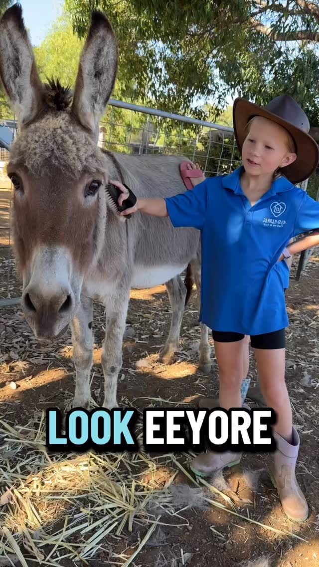 One of our Fav’s - Eeyore 🫏 getting his brush down this morning from our farm helpers!
#wildinourheart #farmstay #southwestwa #perthisok