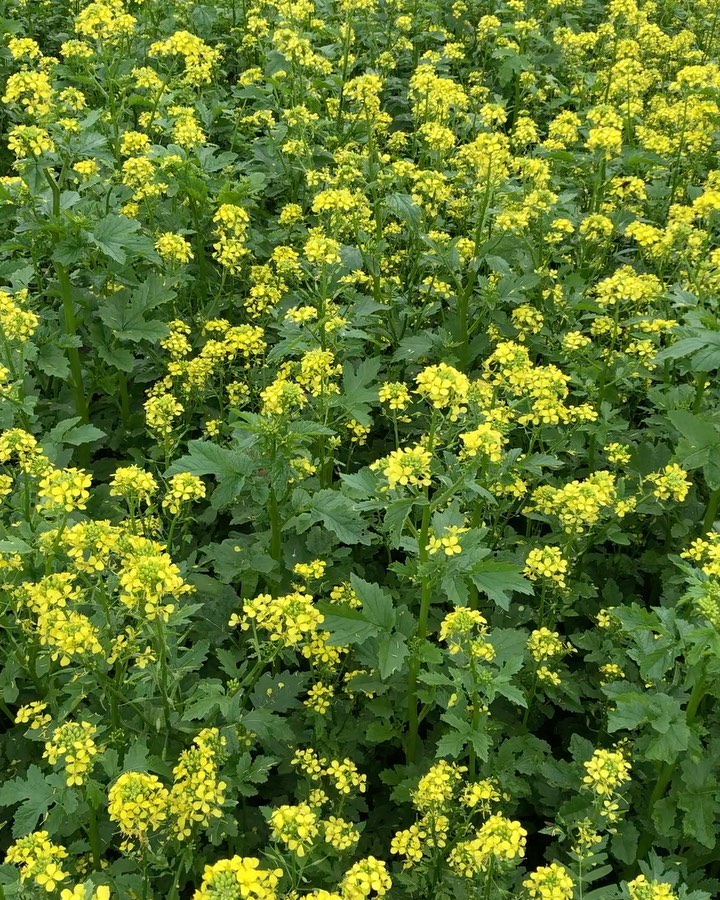 Little things in the field!
Es hat geregnet, mal wieder. Keine Ernte. Ein kleiner Wind weht. Wenn man so in die Landschaft schaut ist es recht ruhig.
Aber im kleinen ist was los, ist was zu entdecken!
#biene #kohl #reh #wasser