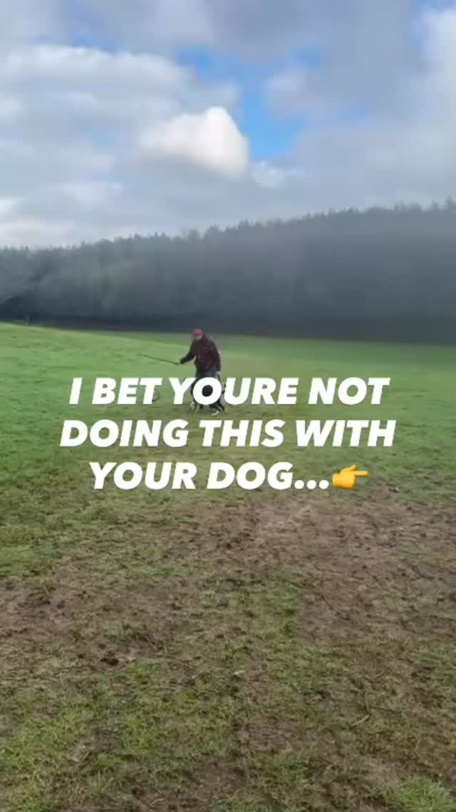 Struggling with recall?
Does your dog come back from a long walk and still have lots of energy?
Are they reactive?
Do they pull on a lead?
Do they seem hyper and out of control?
If you can relate to any of the above
Start playing with your dog
It will help towards solving all those problems
Most of them are caused by a frustrated, under stimulated dog
Play will help release the frustration and build a better bond with you and your dog
Need help training your dog?
Drop us a message
#chalfontstpeter #chalfontstgiles #gerrardscross #dogtrainer #dogwalker🚶🏻♂️🦮💨