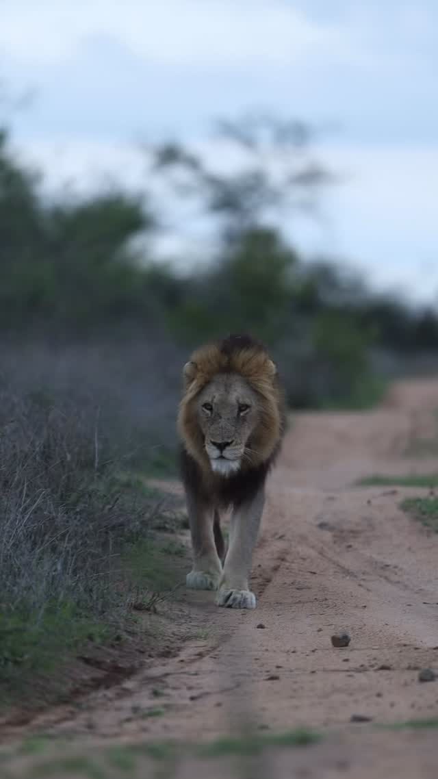 That look straight into your soul is the moment you remember you’re technically prey out here, and you start mentally running through the game-drive rules your ranger gave at the start of the drive.
Seeing these big cats this close is always a privilege. And it’s only possible thanks to our ranger and tracker teams, who read behaviour and body language so well and keep every encounter calm, respectful, and safe.
Captured by @konradandrag
#safari #africansafari #wildlifeofsa #wildlifesafari #wildlifeofinstagram
krugernationalpark thornybushgamereserve luxurysafari luxurysafarilodge travelsouthafrica southafricasafari big5 conservation thisissouthafrica soulful_moments wildlife