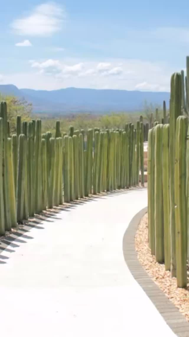 Living fences can be elegant. Living fences can be a deterrent. And they are beautiful and need very little maintenance.
