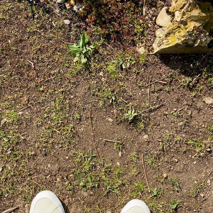 Check out these steep vineyard views of the Nahe. A region that I hope to get out and explore more of this year. If your thirsty come join 🥂
#nahe #wineregion #germany #ontour #winetatsing #winetour #grapeescape