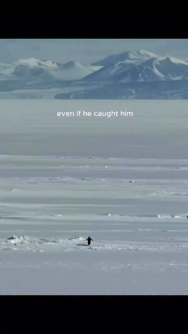 but why?? 🐧 #penguin