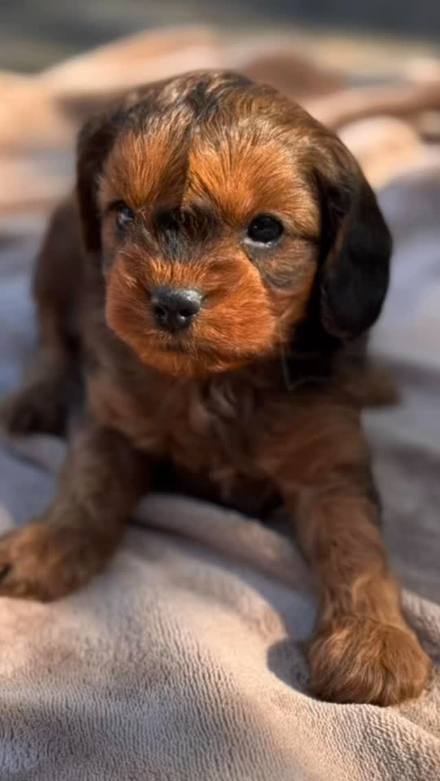 Looking for furever love this Valentine’s Day? 💘 These Cavapoo sweethearts are ready to steal your heart! 🐶✨
.
.
.
#cavapoo #cavapoopuppy #furever #loveislove #tinkerpups
