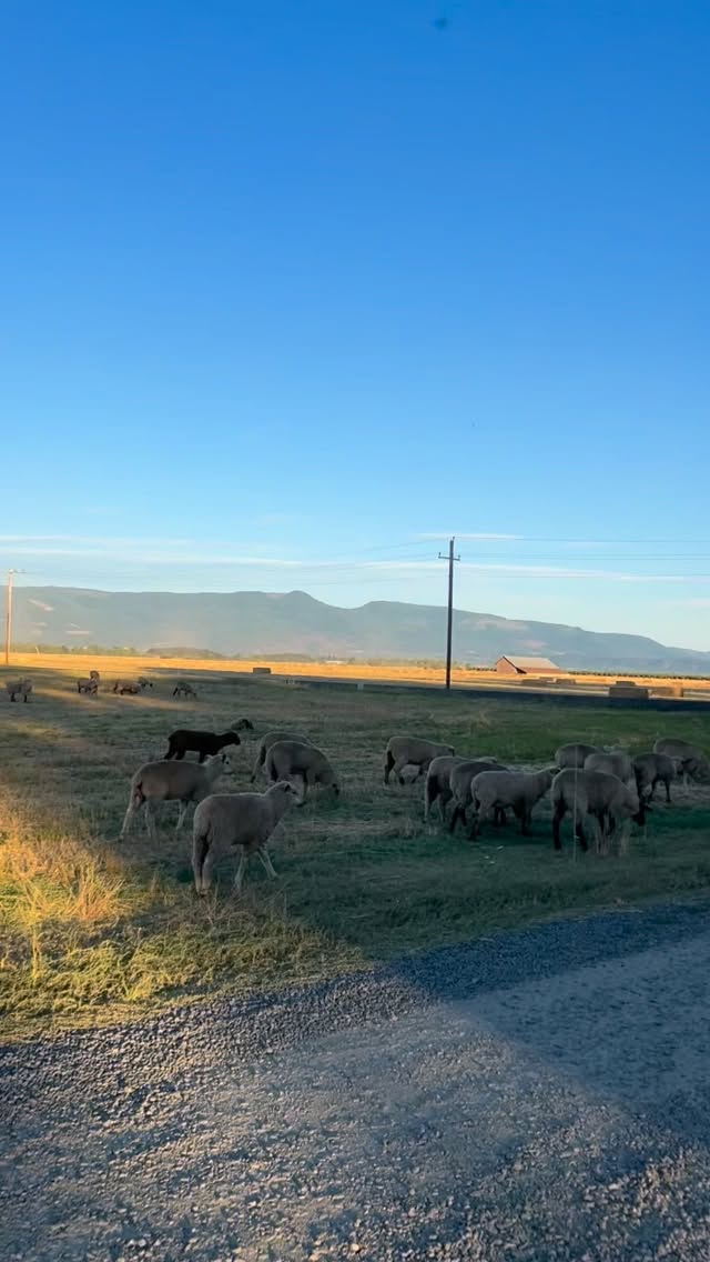Did you know??
Our Cascade Cattle & Sheep Feed is made with just two powerful ingredients — grass screenings for fiber and dried corn distillers for protein and fat — creating a palatable blend that supports healthy weight gain at an affordable price.
Locally made in the Pacific Northwest using repurposed byproducts for a more sustainable feeding solution, it’s the perfect supplement to pasture and hay for your cattle and sheep.
Find it at your local Wilco, Coastal, or Cascade Farm & Outdoor location.
#CascadeFeed #PNWMade #CattleFeed #SheepFeed #SustainableAg #QualityFeed