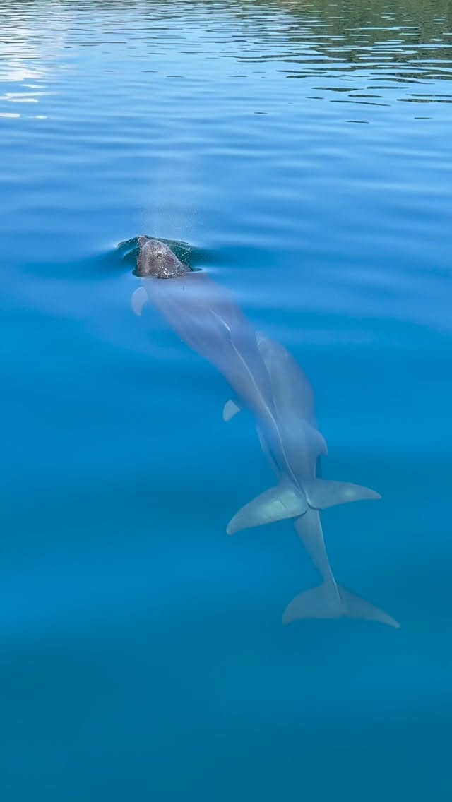 Pandorita lives through loving hands and open hearts❤️ through those who feel the beauty, the power, and the magic of this place✨💛🦜🐬🦋
#plantmedicine #SacredMedicine #MedicinePath
#plantmedicinehealing
#SpiritualJourney #InnerWork #DeepHealing #SoulExpansion #Awakening
#ConsciousLiving #sacredjourney
#DivineFeminine #FeminineEnergy #WomenHoldingSpace #FemaleShamans
#WombWisdom #earthwisdom