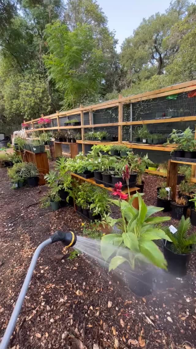 “The countdown is on! ⏳🌷 With spring just around the corner,there’s nothing like the sight of fresh green growth in the nursery to get us excited for the months ahead. We’re prepping, watering, and planning our “plant inventory.”🌱🪻🪴
Well… after the frost 🫶🏾🌼☺️
#LandscapeCooperative #NurseryLife #PlantParent #SustainableGardening#plants#plantlover #houseofplantlovers #planttherapy #fypreelsシ゚