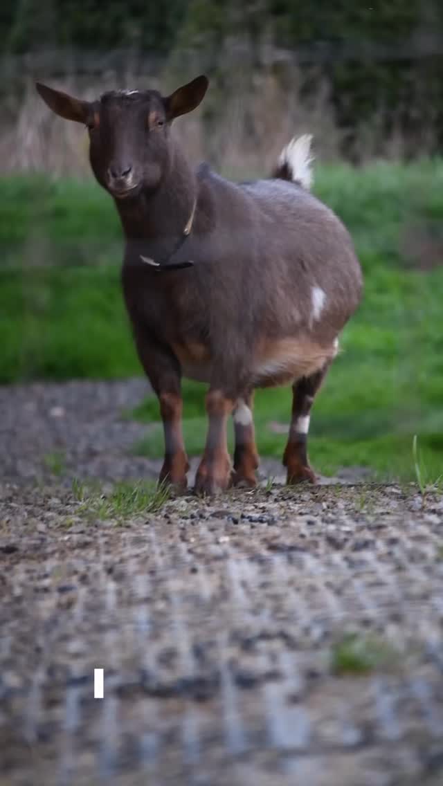 Have you ever wondered what goats do all day?
They are provided with perfect shelter, food, company, and room—yet I still wonder how their day looks. It’s so simple and restful. Oh, to be a goat. 😌
#farmlife #homestead #nigeriandwarfgoats #dairygoats #funfacts