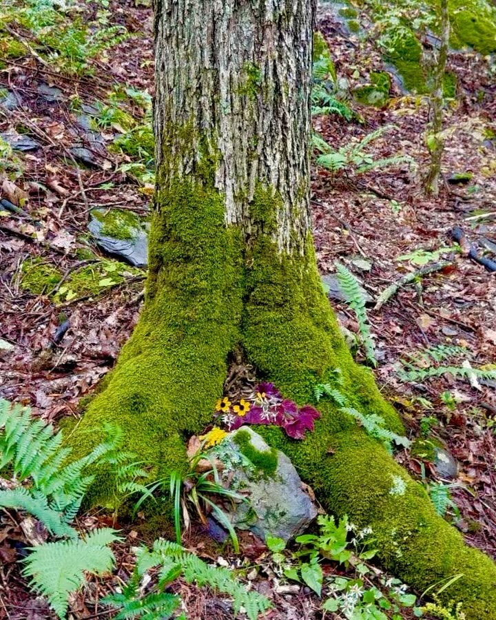 💦💫🍁💫💦More Autumn Equinox Offerings: The relationship with our living Mother Earth is slow, circular, expanded, dilated, and ever-deepening. What is it to return to a mossy hallow, a sacred tree, a flowing stream, year after year? What happens when the statues of deities, the goddesses, Tara, Lakshmi, Saraswati, Great Mother, representations of Creation, Wisdom, Abundance, and the Goddess herself in Her Many Forms are subsumed over time by Mother Earth? Moss becomes a blanket that holds these transtemporal expressions ever so softly. What does this remind us of our short time here in a material body and form, part of the terrestrial symphony of the Earth over billions of years?
I gathered all offerings of flowers and herbs shown here from the Land as she peaks in her abundant harvest. Feeling gratitude. Love, S.:. 🙏💫🌎💫🙏
#Autumn #AutumnEquinox #EarthMother #Gaia #Moss #EnchantedForest #RhineValleyFarm
#LivingWaters #MotherEarth #FeminineWisdom #GaiaCodex